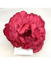 PEONIA NUEVA