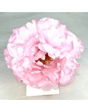 PEONIA NUEVA